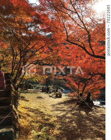 The sun shines in the autumn leaves and it turns red The sun shines in the autumn leaves and it turns red 78221685