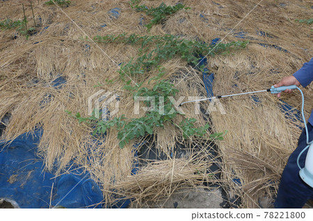 在菜園噴灑化學品 78221800
