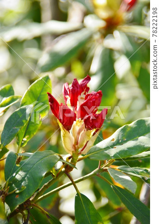 Western rhododendron flowers that have begun to bloom Western rhododendron flowers that have begun to bloom 78222198