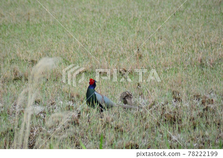 Pheasant couple Pheasant couple 78222199