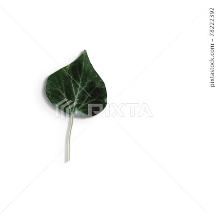 Top up view isolated green leaves on white background.fit for your design element. Top up view isolated green leaves on white background.fit for your design element. 78222392