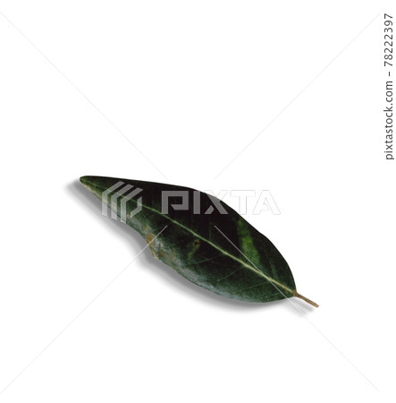 Top up view isolated green leaves on white background.fit for your design element. 78222397