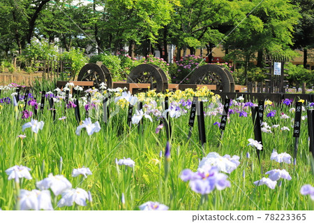 Shobunuma Park Water wheel and colorful irises Shobunuma Park Water wheel and colorful irises 78223365