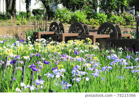 Shobunuma公園水車和五顏六色的鳶尾花 78223366