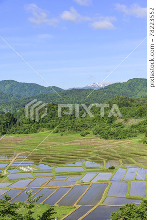 Rice planting, Yamagata Prefecture, Kunugidaira rice paddies 78223552