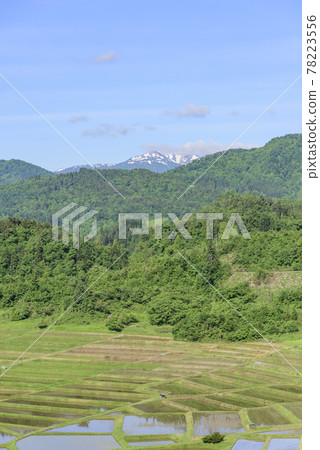 水稻種植,山形縣,Kunugidaira 稻田 水稻種植,山形縣,Kunugidaira 稻田 78223556