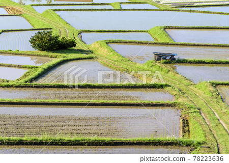 水稻種植，山形縣，Kunugidaira 稻田 78223636