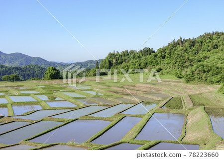 Rice planting, Yamagata Prefecture, Kunugidaira rice paddies 78223660