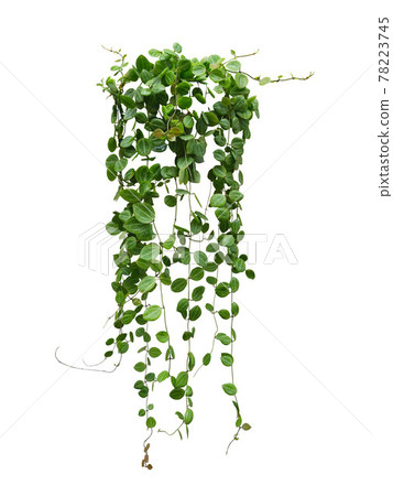 Green succulent leaves hanging vines ivy bush 78223745