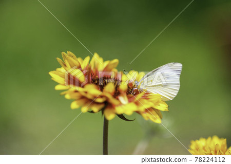 Gaillardia and cabbage white butterfly Gaillardia and cabbage white butterfly 78224112