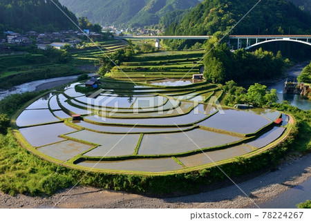 Rice terrace of Akashima Rice terrace of Akashima 78224267