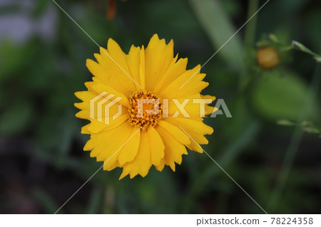 開花在春天領域的金雞菊黃色花 開花在春天領域的金雞菊黃色花 78224358