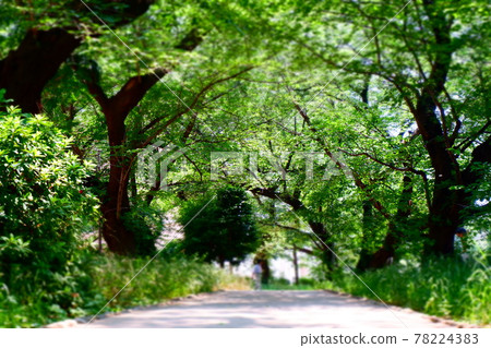 Take a walk in the green tunnel where the sunlight shines through and relax in the forest bath 78224383