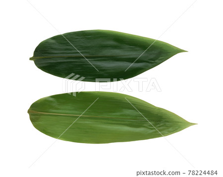 Bamboo leaf  78224484