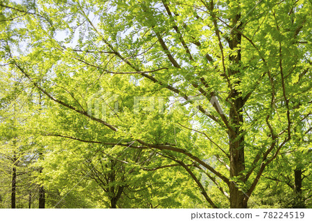 黃綠幼葉林蔭大道【風景】 黃綠幼葉林蔭大道【風景】 78224519