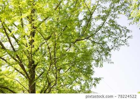 Yellow-green young leaf-lined avenue [Landscape] 78224522