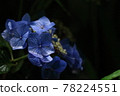 Blue hydrangea with rain 78224551