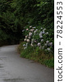 Hydrangea blooming in the usual alley 78224553