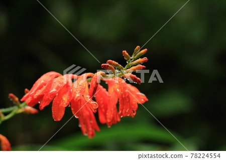 Orange flowers with rain 78224554