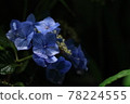 Blue hydrangea with rain 78224555