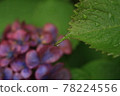Raindrops on purple hydrangea leaves 78224556