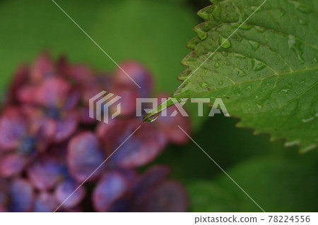 Raindrops on purple hydrangea leaves 78224556