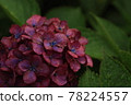Red-purple hydrangea containing water 78224557