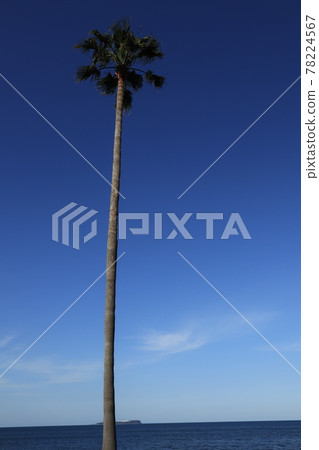 Shirahama Beach and Sotoura Beach in Higashiizu, Izu Peninsula Shirahama Beach and Sotoura Beach in Higashiizu, Izu Peninsula 78224567