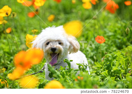 Maltipoo 在罌粟田 78224670