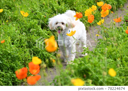 Maltipoo 微笑著在罌粟田裡行走 78224674