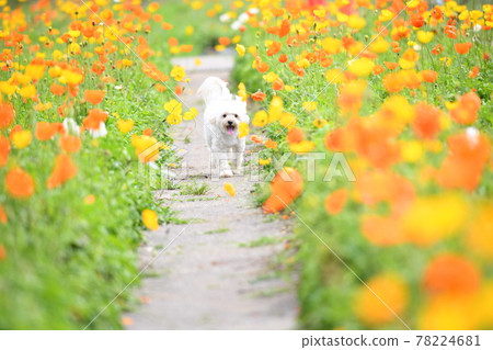 Maltipoo 微笑著在罌粟田裡奔跑 78224681