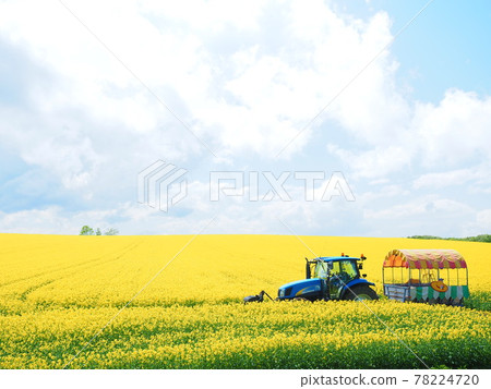 北海道美景 美麗的油菜田和阿比拉鎮的拖拉機觀光車 78224720