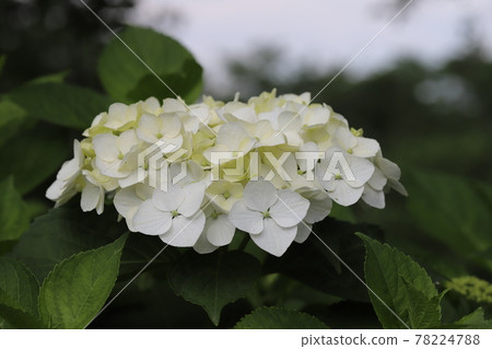 春天公園裡盛開的白色繡球花 春天公園裡盛開的白色繡球花 78224788