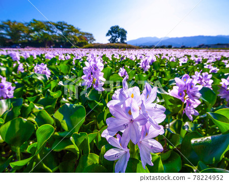 The water hyacinth of this Yakushiji ruins 78224952
