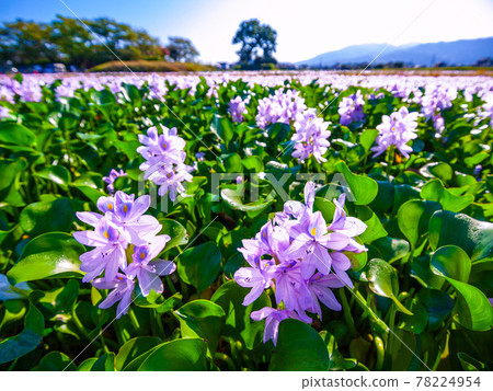 The water hyacinth of this Yakushiji ruins 78224954