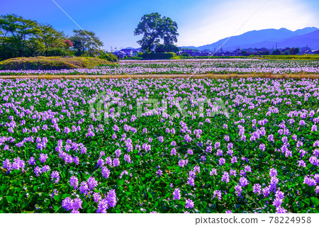 The water hyacinth of this Yakushiji ruins 78224958