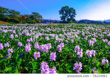 The water hyacinth of this Yakushiji ruins The water hyacinth of this Yakushiji ruins 78224961