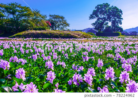 The water hyacinth of this Yakushiji ruins 78224962