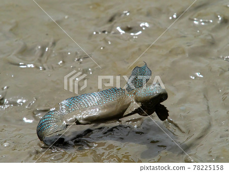 Early summer tradition Mutsugoro bouncing on tidal flats 78225158