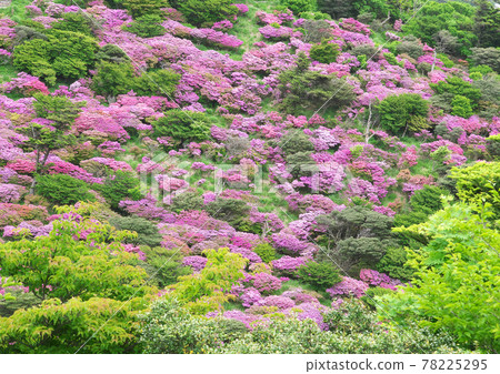 Miyama Kirishima in full bloom on Mt. Unzen 78225295