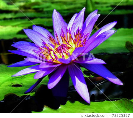 Blue tropical water lily close-up, one blue water lily flower, tropical water lily flower 78225337