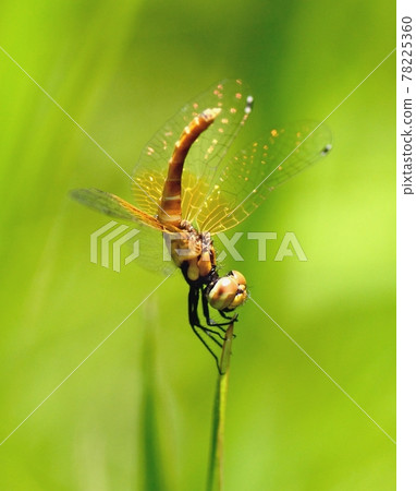 Scarlet dwarf female, golden wing Scarlet dwarf female, golden wing 78225360