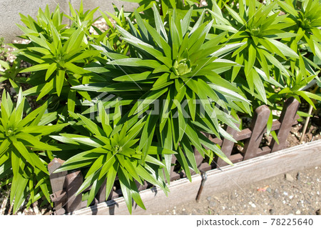 植物,葉子,綠色,綠色,自然,戶外,葉子,園藝,花壇,園藝,田野,熱帶 植物,葉子,綠色,綠色,自然,戶外,葉子,園藝,花壇,園藝,田野,熱帶 78225640