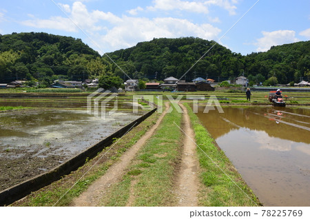 八王子里山、高月稻田 78225769