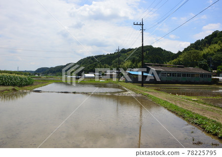 八王子里山、高月稻田 78225795
