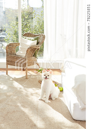 白色博美犬,小狗 白色博美犬,小狗 78225851