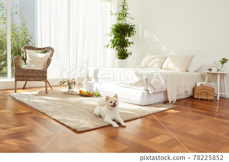 White Pomeranian, puppy White Pomeranian, puppy 78225852