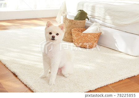 白色博美犬，小狗 78225855