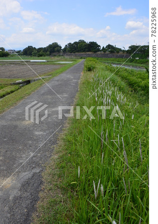 多摩、高月、八王子的稻田 78225968