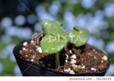 Forget-me-not season okra buds. Seedlings. Vegetables, vegetable garden, field image material Forget-me-not season okra buds. Seedlings. Vegetables, vegetable garden, field image material 78226249